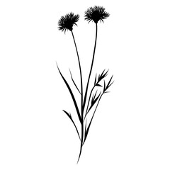 Fototapeta premium Wild flower Hawkweed illustration silhouette minimalist vector