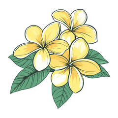 Obraz premium Plumeria flowers illustration yellow green vector