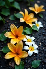 Wilted white orange Parijat blooms scattered on damp ground, flowers fallen, bloom, Parijat