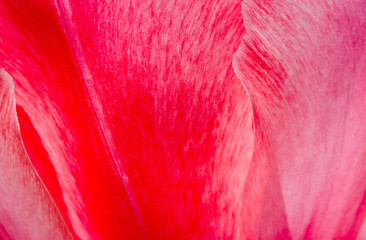 Close-up detail of red rose petals