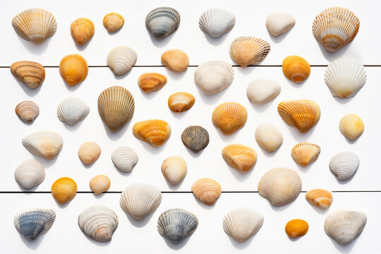 Overhead view of assortment of sea shells on white wooden surface