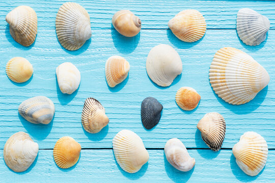 Overhead view of assortment of sea shells on blue wooden surface