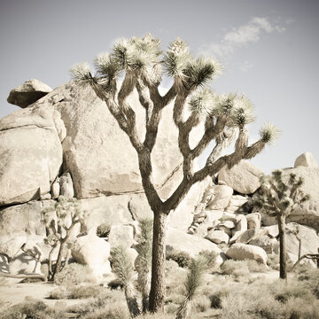 Joshua trees at Cap Rock in Joshua Tree National Park