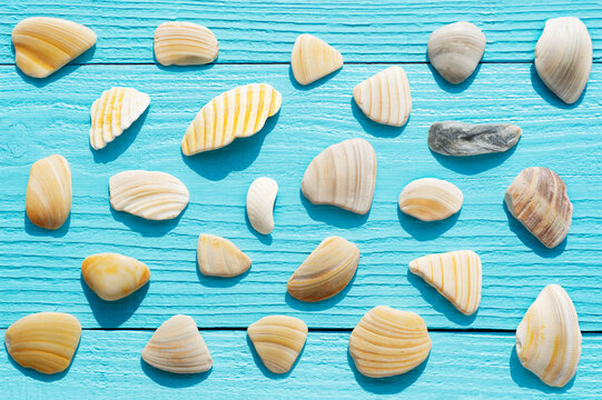 Overhead view of pieces of broken sea shells on blue wooden surface