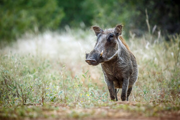 Common warthog standing front view in the grass in greater Kruger National park, South Africa ; Specie Phacochoerus africanus family of Suidae