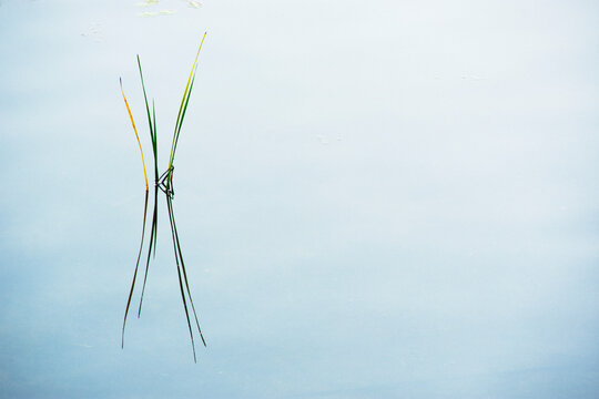 Cattail reeds reflected in still lake surface