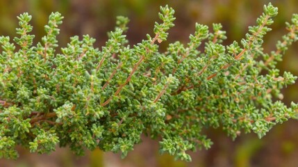 Close Up of a Green Plant Branch with Small Leaves and Textured Foliage