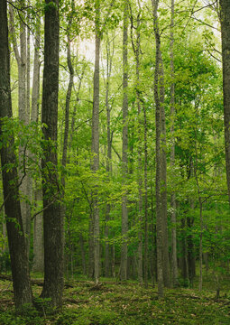 Tall green trees growing in forest