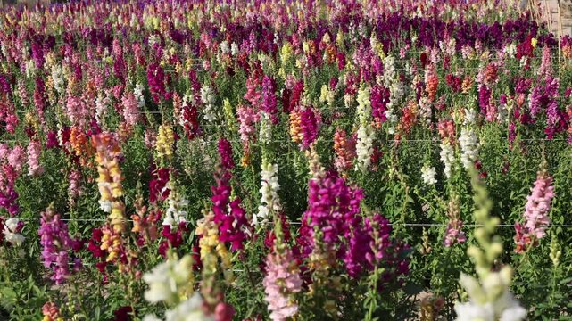 Flowers fill farm, flowers of various species enhancing ecosystem, farm thriving with pollinators, maintaining soil fertility, supporting biodiversity, sustaining balanced floral agriculture.