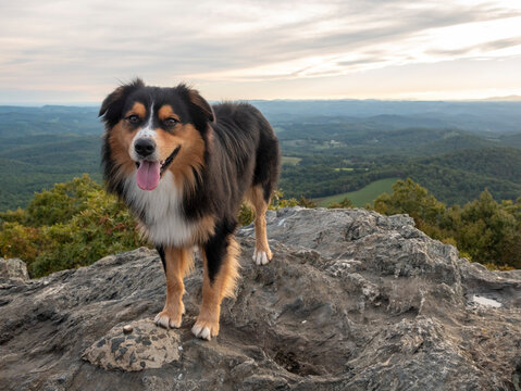 Australian&nbsp;Shepard&nbsp;on rocky mountain peak