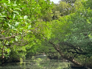 Tranquil Mangrove Forest Reflections in Serene Waters