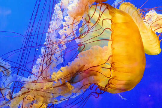 Yellow jellyfish swimming underwater in aquarium