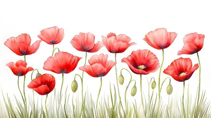 Fototapeta premium Ethereal Field of Radiant Red Poppies in Loose Watercolor Strokes on Clean Canvas A captivating floral landscape with gracefully swaying poppy blooms captured in a watercolor style against a