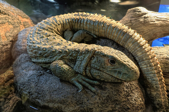 Dracaena lizard on rock in zoo