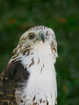 One eyed hawk looking at camera
