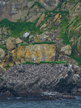 Colony of sea birds nesting on cliff