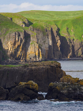 Colony of sea birds nesting on cliff