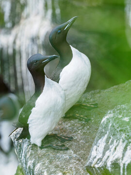 Common murres&nbsp;(Uria aalge) on rock