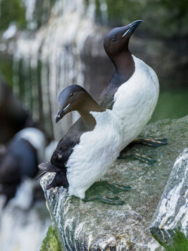 Common&nbsp;murres&nbsp;(Uria&nbsp;aalge)&nbsp;on rock