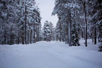 Fototapeta premium A snowy walkway through the woods 