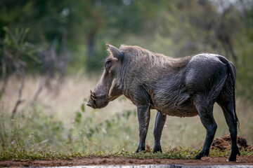 Common warthog  standing along waterhole after bath in greater Kruger National park, South Africa ; Specie Phacochoerus africanus family of Suidae