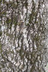 Obraz premium tree bark background, tree bark texture