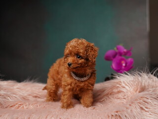 Red Toy Poodle Puppy Sitting on a Pink Fur Pillow. Cute puppy is looking at the camera. Domestic pets.