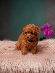 Red Toy Poodle Puppy Sitting on a Pink Fur Pillow. Cute puppy is looking at the camera. Domestic pets.