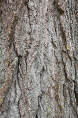 tree bark background, tree bark texture