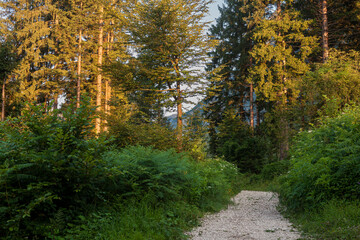 Obraz premium A quiet alpine path in Triglav National Park.