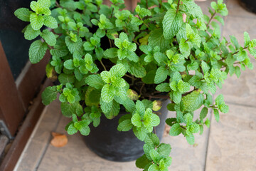 Fresh and lush green mint leaves growing in a plant pot © MalcStock