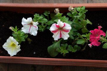 Close-up low angle view of colorful Petunia flowers in a long pot