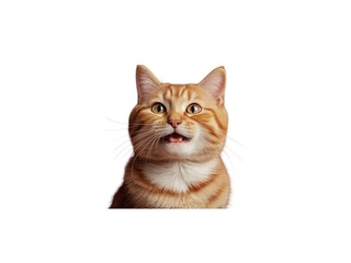 Obraz premium Cute tabby cat isolated on white background. Little kitten. Animal concept