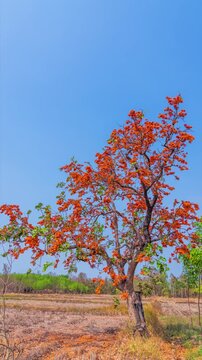 Time lapse 4k. Tropical orange flame red color flower blooming flame of the forest or bastard teak tree, with more flowers than leaves in full bloom.