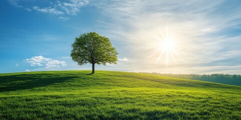 A tree on a grassy hill with the sun shining through clouds
