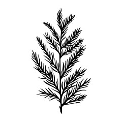 Cedar Leaf leaf art illustration vector
