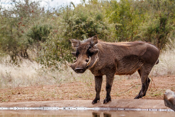 Common warthog in Greater Kruger National park, South Africa