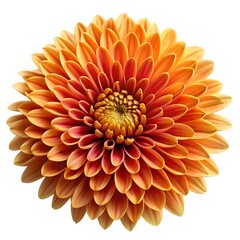 Dahlia. Flower on a white isolated background with clipping path. For design. Closeup. Nature.
