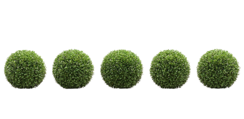 Five green bushes are lined up next to each other
