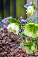 Close up of hellebore flowers in a winter garden