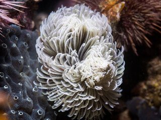 A white Feather-duster worm or giant fanworm (Sabellastarte longa) feeding underwater on the reef