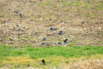 Plastic garbage in agricultural field, pollution of land