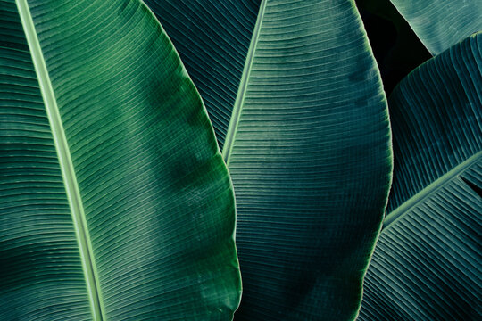 tropical banana leaf, green nature background