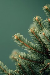 Close View of Evergreen Fir Tree Branch with Green Needles and Brown Buds Fresh Natural