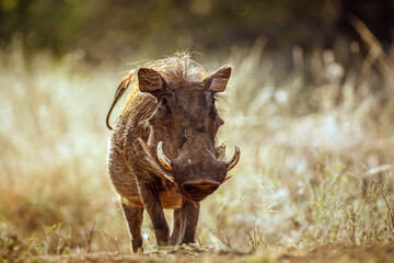 Common warthog walking front view in dry savannah in greater Kruger National park, South Africa ; Specie Phacochoerus africanus family of Suidae
