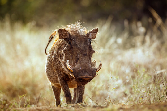 Common warthog  walking front view in dry savannah in greater Kruger National park, South Africa ; Specie Phacochoerus africanus family of Suidae