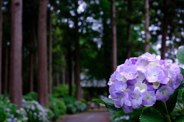 美しい日本の紫陽花
