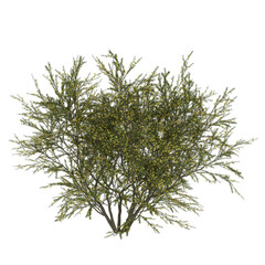 Free PNG 3d illustration of Acacia paradoxa 6 tree frontal isolated transparent background perfectly cutout high resolution
