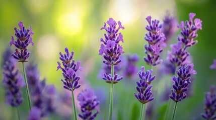 A serene image of a cluster of blooming lavender, with soft purple hues and fine details of the tiny flowers, set against a blurred green background.