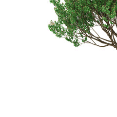 Obraz premium Free PNG 3d illustration of Angophora hispida 3 tree frontal isolated transparent background perfectly cutout high resolution